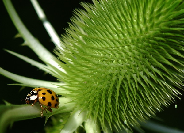 COCCINELLE