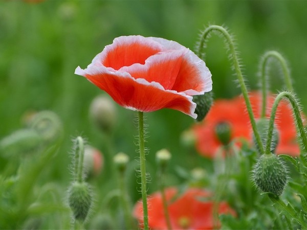 COQUELICOTS