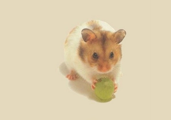 HAMSTER