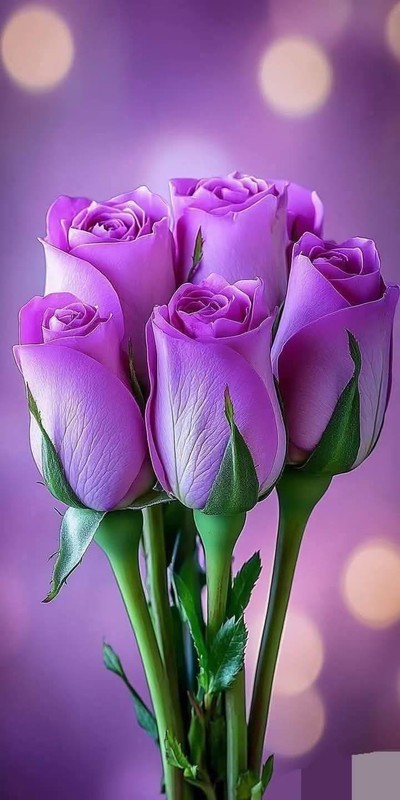 ROSES 4