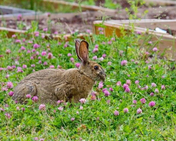 LAPIN