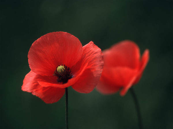 COQUELICOTS