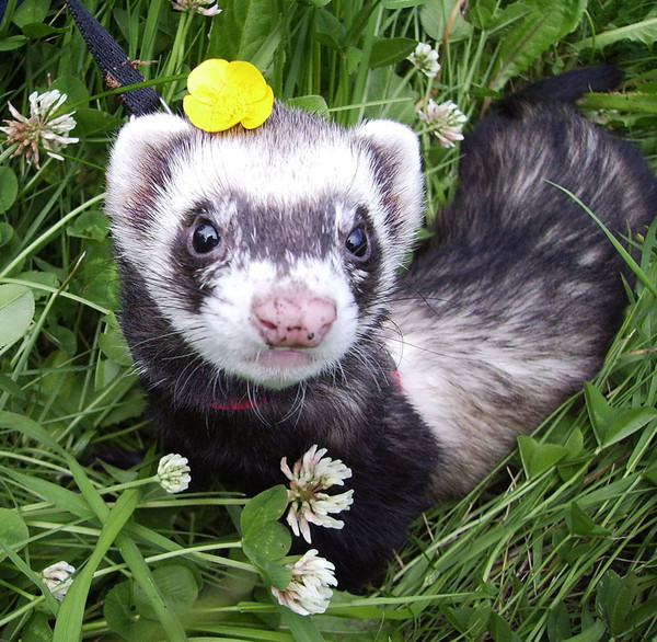 FURET