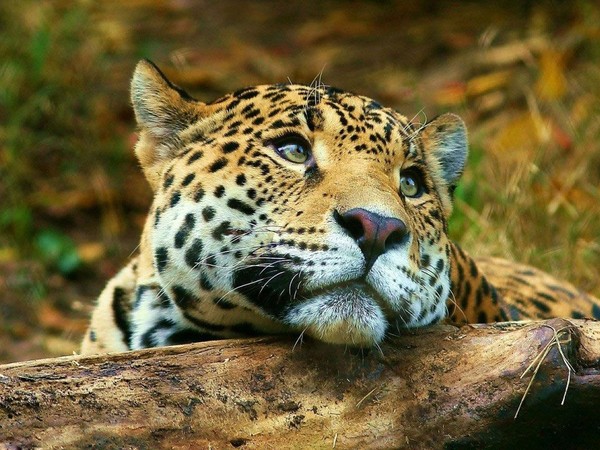 LEOPARD