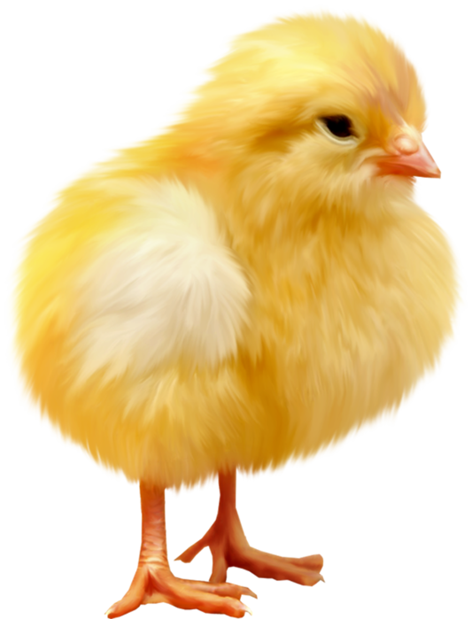 OISEAU 4