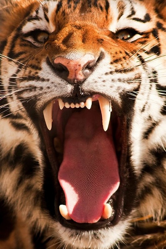 TIGRE