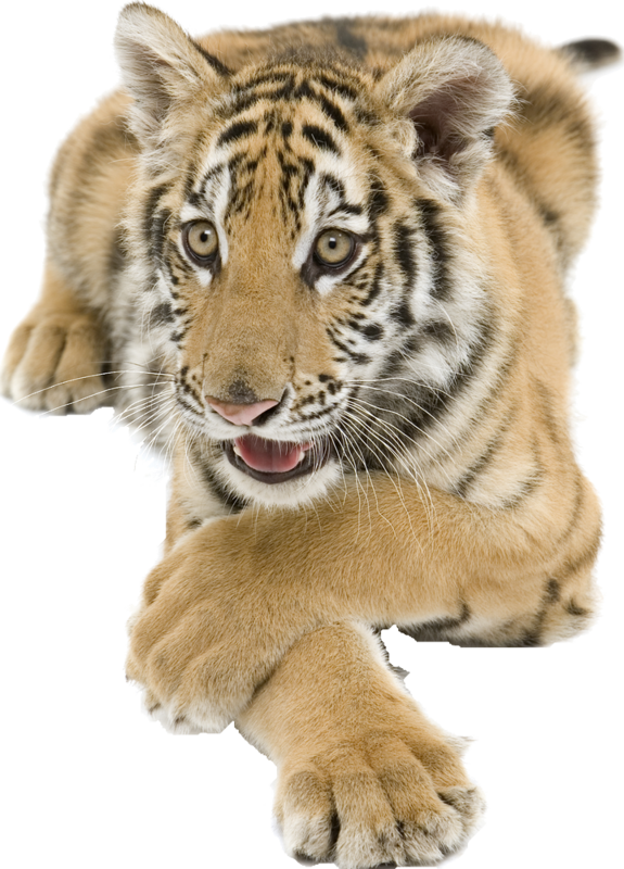 TIGRE