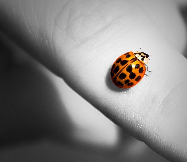 COCCINELLE