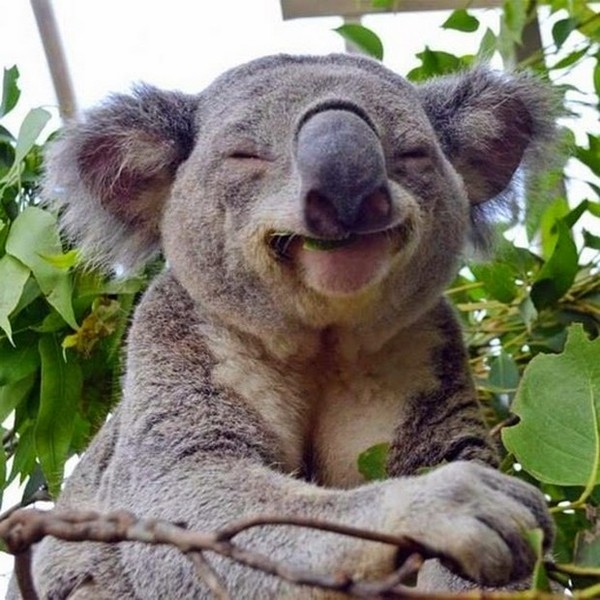 KOALA