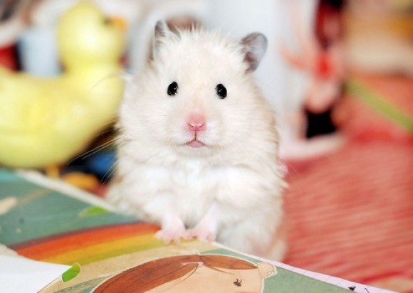 HAMSTER