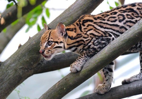 OCELOT