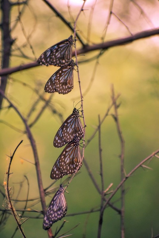 PAPILLON