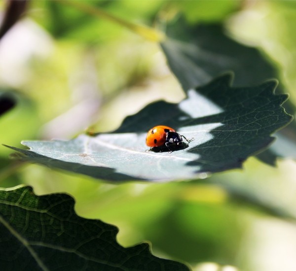 COCCINELLE