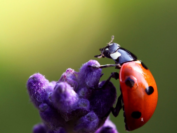 COCCINELLE