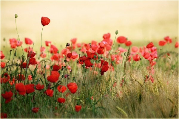 COQUELICOTS