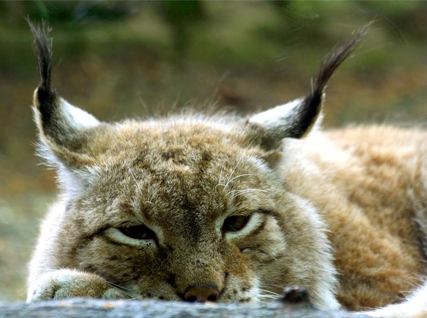 LYNX