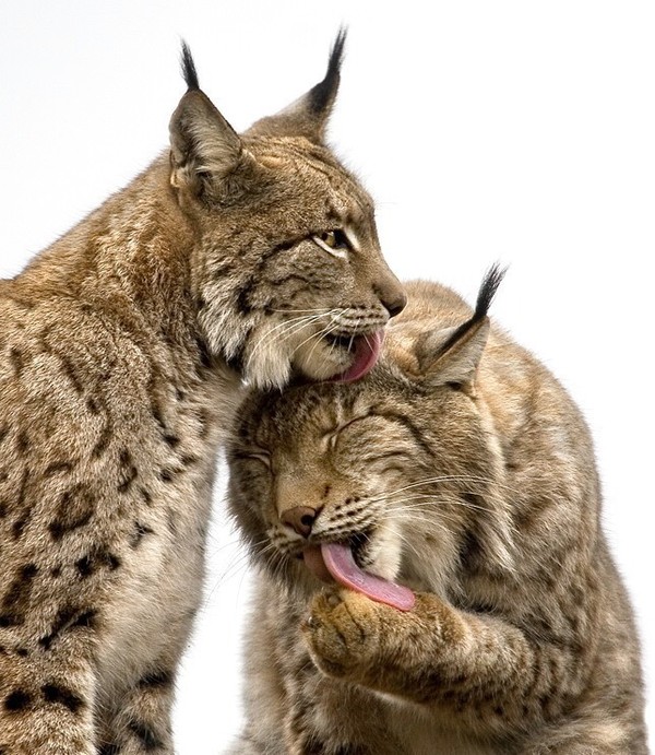 LYNX