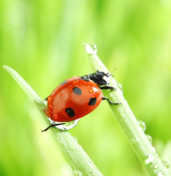 COCCINELLE