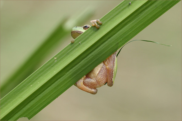 GRENOUILLE