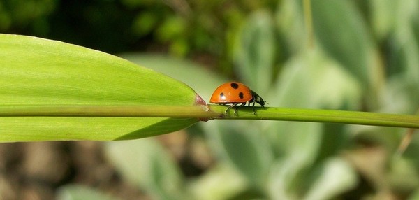 COCCINELLE