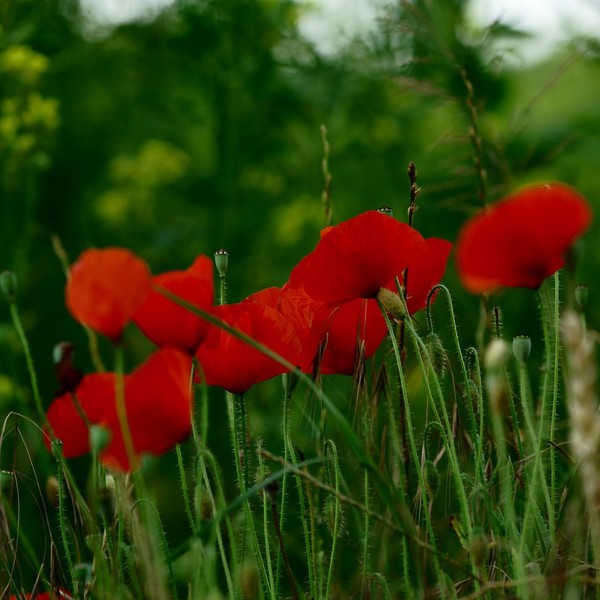 COQUELICOTS 2