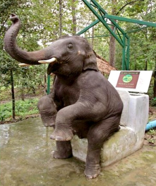 ELEPHANT