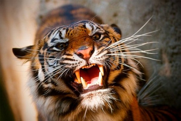 TIGRE