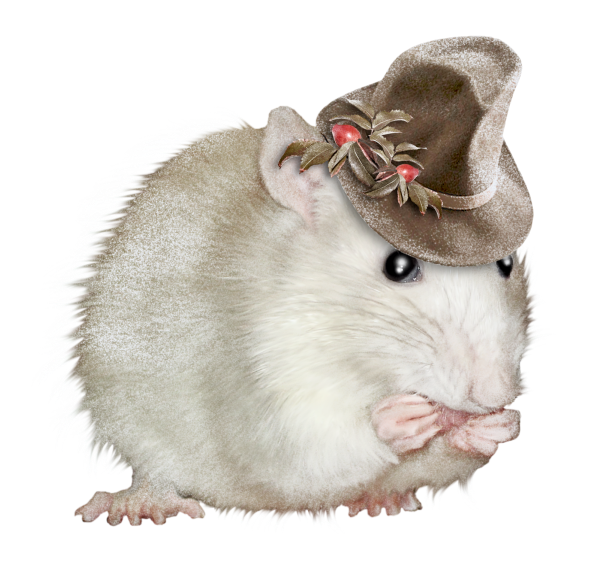 SOURIS RAT HAMSTER... 2