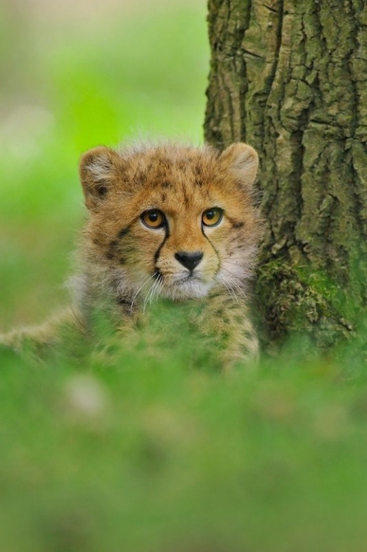 BEBE GUEPARD