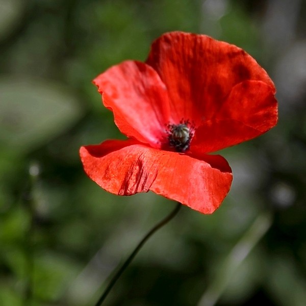 COQUELICOT