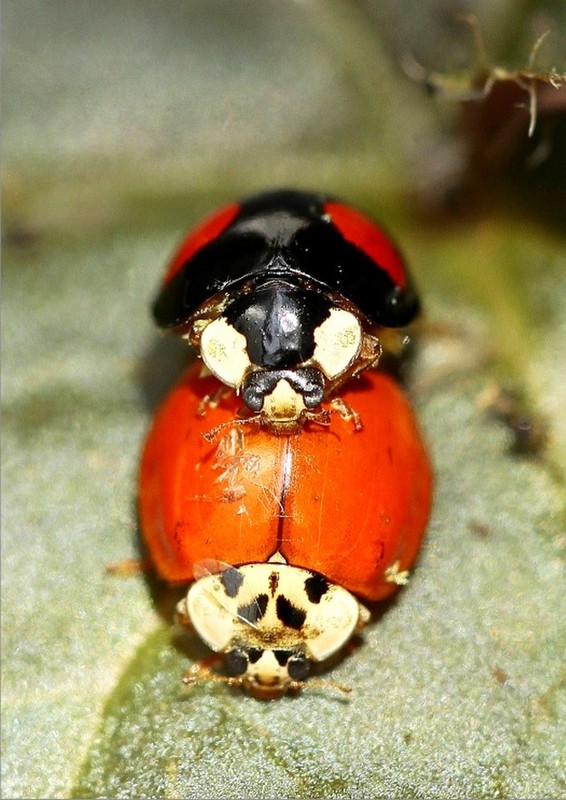 COCCINELLES