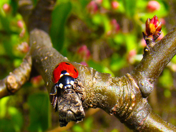 COCCINELLE