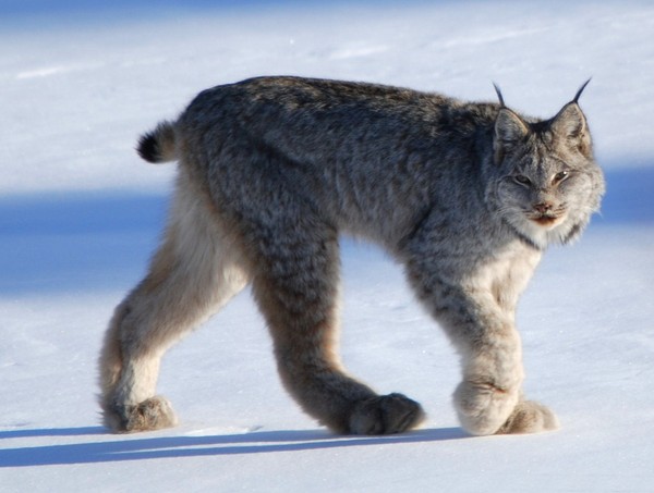 LYNX