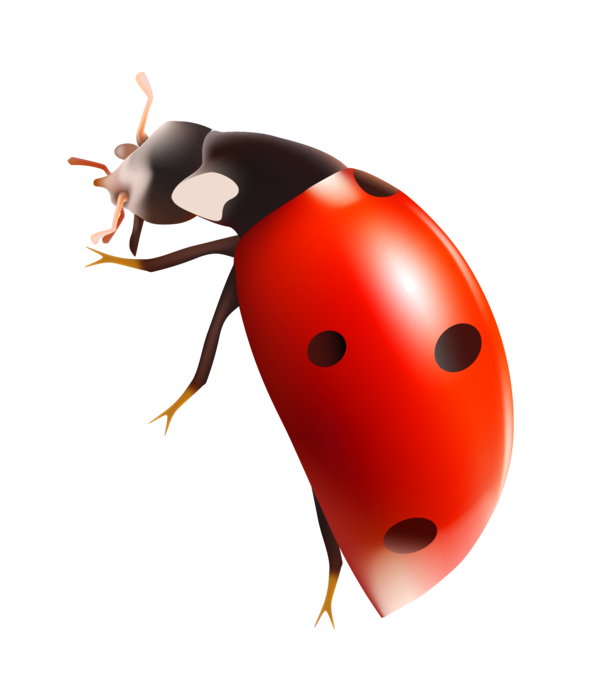 COCCINELLE 3