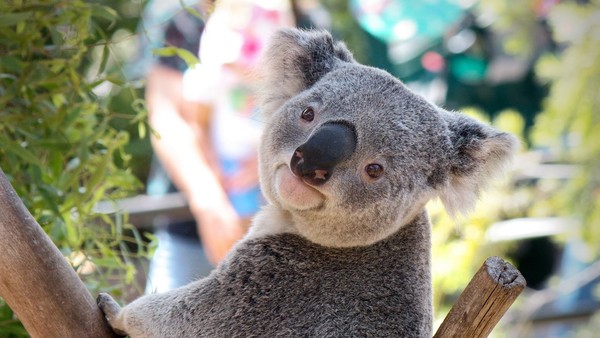 KOALA