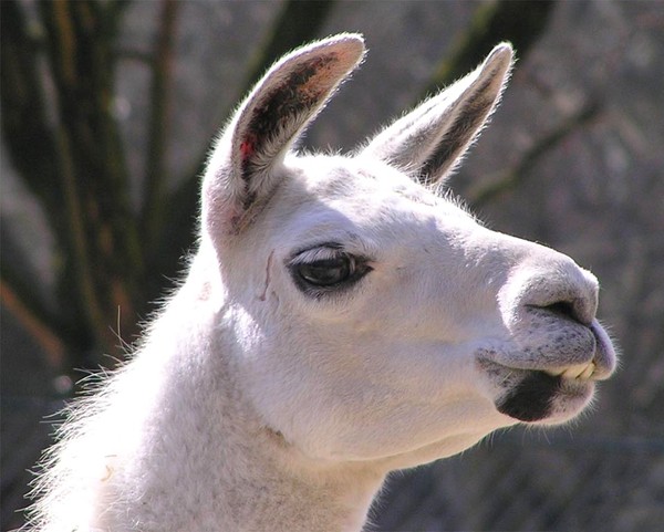 LAMA