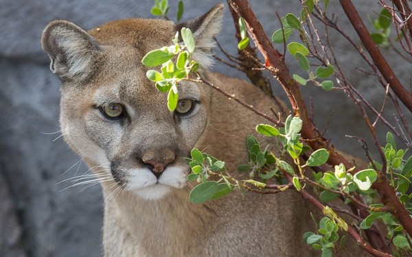 COUGAR