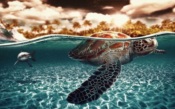 TORTUE