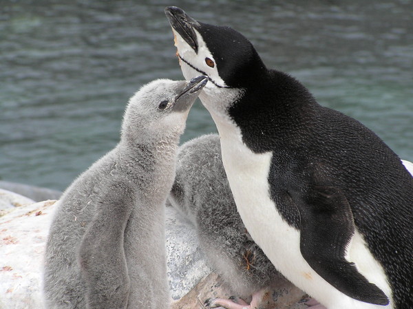 PINGOUINS