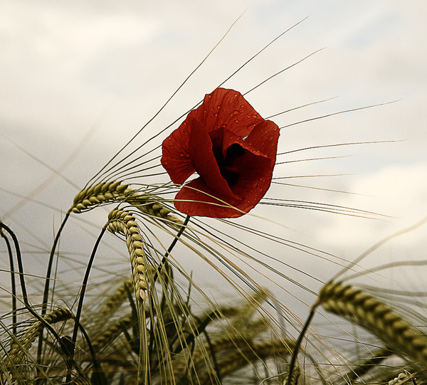 COQUELICOT