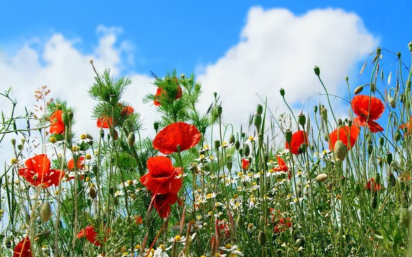 COQUELICOTS