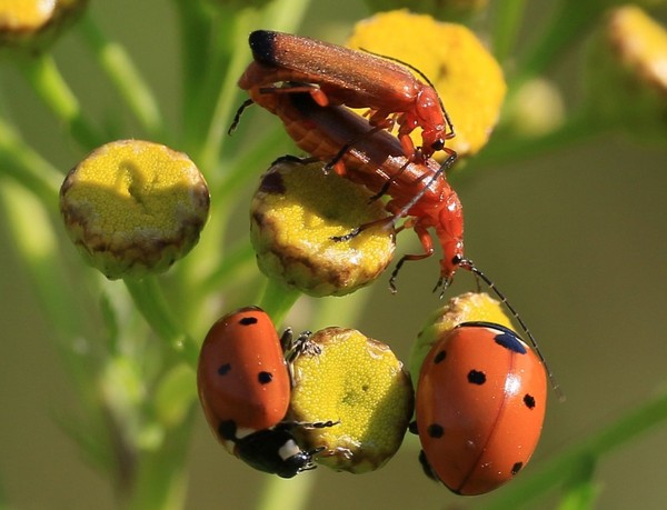 COCCINELLES