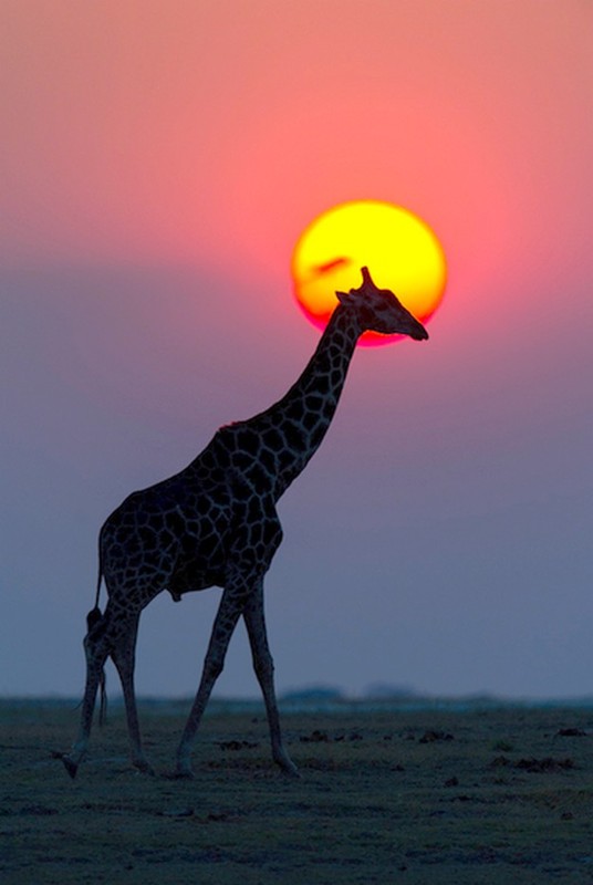 GIRAFE