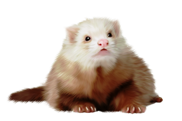 FURET