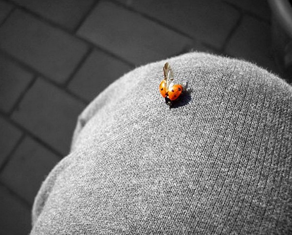 COCCINELLE