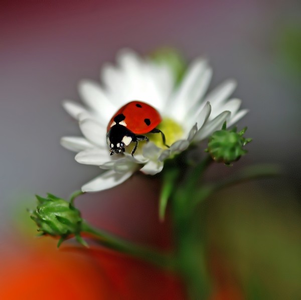 COCCINELLE