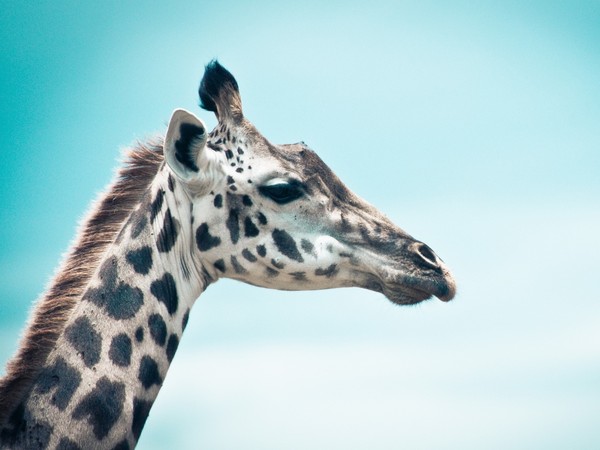 GIRAFE