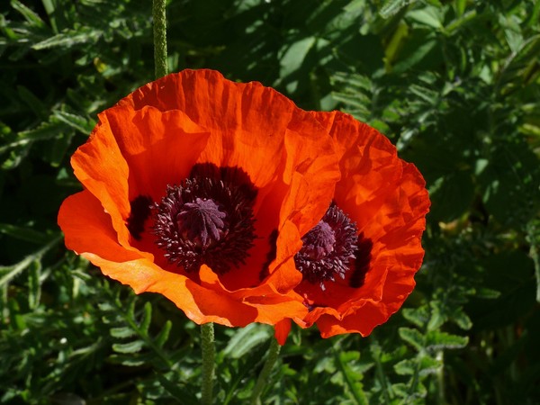 COQUELICOTS