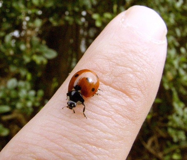 COCCINELLE