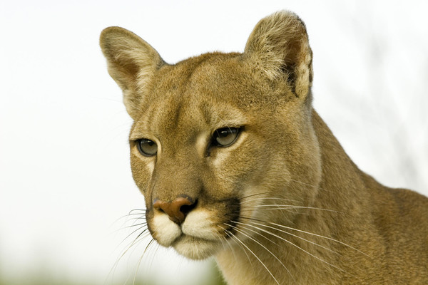 COUGAR